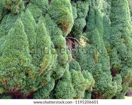 conifer trees close up