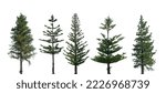 Conifer Trees, collection of green Christmas trees. on a white background isolated