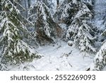 Conifer trees in a forest with lots of snow