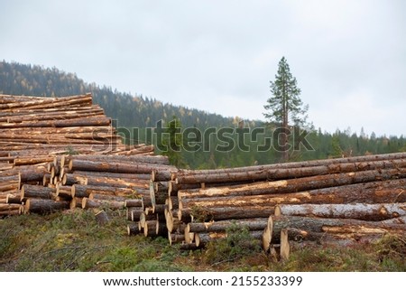 Conifer wood logs gathered together into a pile in the woods foe later use
