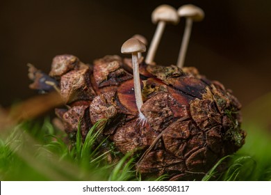 Conifercone Cap (Baeospora myosura ) fungi