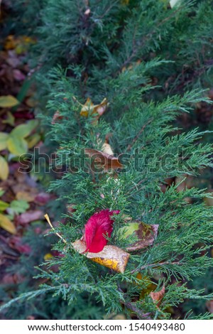Coniferous branch with fallen red and yellow autumn leaves lying on it