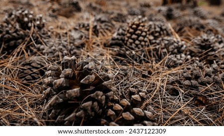 Coniferous cones on dry coniferous needles on the ground in the forest. Tenerife Island, Spain.