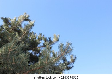 Coniferous Fluffy Tree Branches Against A Blue Sky Background