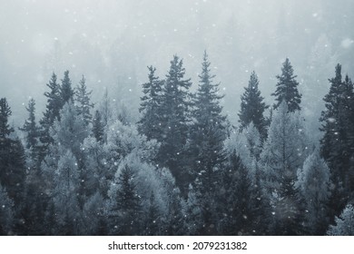 coniferous forest covered with hoarfrost background, winter landscape snow trees - Powered by Shutterstock