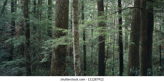 Coniferous Forest With Eastern Hemlock