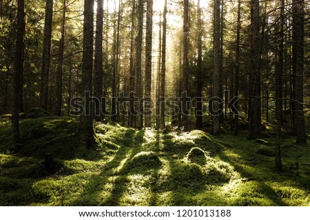 Similar – morning light Calm Nature