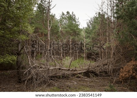 Coniferous forest on a cloudy day. Autumn forest with yellow leaves