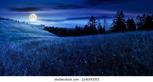 coniferous forest on the grassy hill at night. landscape of carpathian alps with meadows in the dark. natural summer scenery in full moon light light. ecosystem and environment concepts and background - Shutterstock ID 2146593353