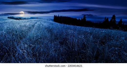 Coniferous Forest On The Grassy Hill At Night. Landscape Of Carpathian Alps With Meadows In The Dark. Natural Summer Scenery In Full Moon Light Light