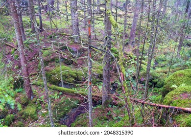 Coniferous Forest Ravine From A High Angle