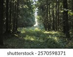 Coniferous forest in summer. Green forest. Details of the nature of the middle zone of Russia.