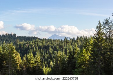 Coniferous Forest, View Of The Mountain