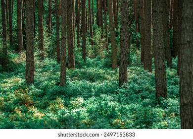 coniferous forests or dense forest - Powered by Shutterstock