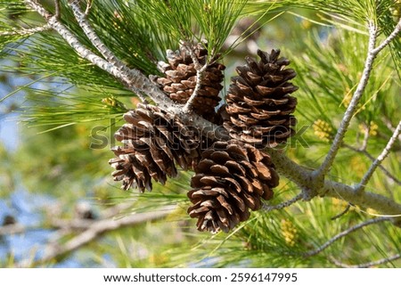 Coniferous pine cone on a pine tree branch