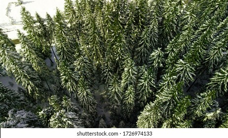 Coniferous Pine Forest Mountain Carpathian Mountains Aerial Photography Snow.