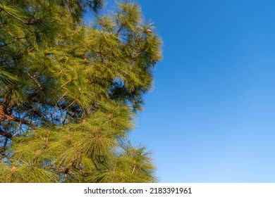 Coniferous pine tree pinetree sky background, copy space