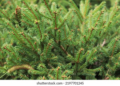 Coniferous plant, close-up photo. Branches of an evergreen coniferous plant for your background