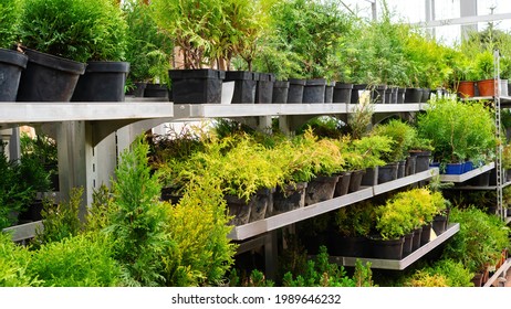 Coniferous Plant Nursery. Racks With Pots Of Thujas, Junipers, Cypresses In The Garden Center. Sale Of A Variety Of Conifers At A Discount.