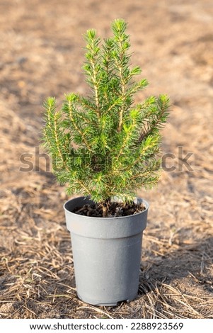 Coniferous plants in pots with a closed root for planting on your garden plot from the nursery. Gardening of a garden plot in spring