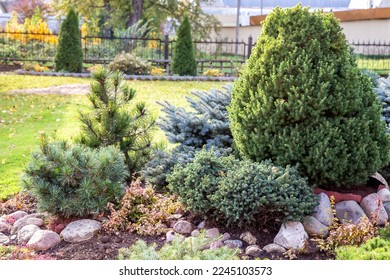 Coniferous rockery in landscaping. Different types of pine and spruce with different color needles