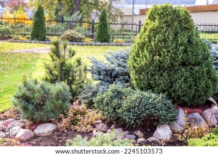 Coniferous rockery in landscaping. Different types of pine and spruce with different color needles