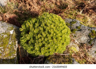 Coniferous Round Shrub On A Rocky Surface.