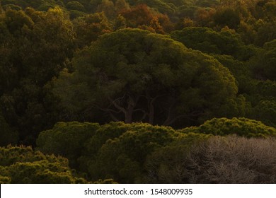Coniferous subtropical forest on the Mediterranean coast of Turkey at dawn. Sunrise warm lighting, selective focus, horizontal composition - Shutterstock ID 1548009935