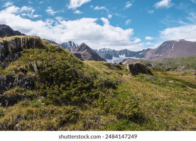 Coniferous thicket on sharp rocks in sunlight on grassy hill in green alpine valley with view to large snow mountain range and big glacier tongue under cloudy sky. High mountains in changeable weather