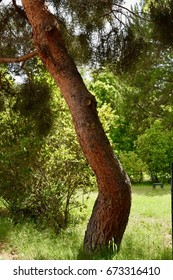 Coniferous tree with bent tree trunk