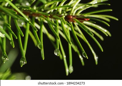 Coniferous tree branch with drops of ross - close-up
