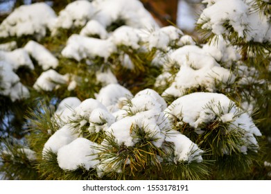 coniferous tree branch under a layer of snow