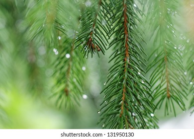 Coniferous tree branch with water drops. Macro shot - Powered by Shutterstock