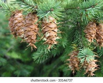 coniferous tree with cones