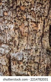 Coniferous Tree Damaged By  Bark Beetle With Woodpecker Holes. These Insects Reproduce In The Inner Bark And Kill Live Trees. 