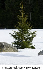 Coniferous Tree On A Snowy Plain And Big Stones - Pure Nature.Fir-tree That Will Be Cut Down And Becomes A Christmas Tree.