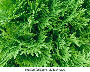 coniferous tree. texture. coniferous plant