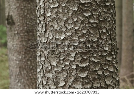 Coniferous tree trunk close-up with bark texture on blurred forest background. Abies alba bark, pine. Calm nature background