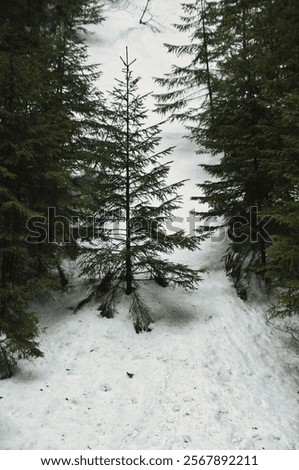 Similar – Image, Stock Photo Mountain landscape in Tatra National Park in Poland. Popular tourist attraction. Amazing nature scenery. Best famous travel locations