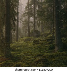 Coniferous Trees In Forest