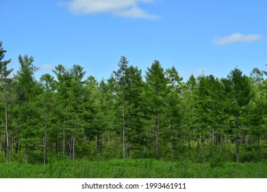 Coniferous trees. Larch forest against the blue sky.