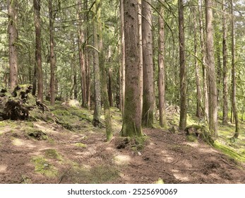 Coniferous trees in the mountain forest