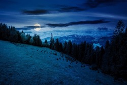 Coniferous Trees On A Grassy Hill At Night. Magical Carpathian Landscape In Full Moon Light