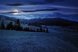 Coniferous Trees On A Grassy Hills At Night. Magical Carpathian Landscape In Full Moon Light