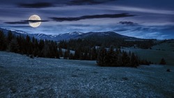 Coniferous Trees On A Grassy Meadow At Night. Magical Carpathian Landscape In Full Moon Light