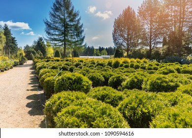 coniferous trees in the outdoor plant nursery