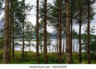 Conifers In Front Of A Bay In Scotland