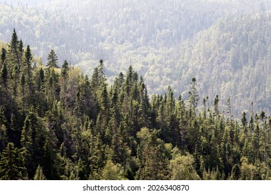 Conifers On The Mountain In The Boreal Forest