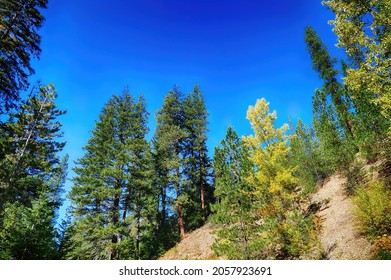 Conifers And Shadows On Autumn Hillside In Eastern Washington