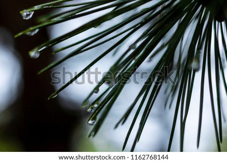 Coniffer in the rain